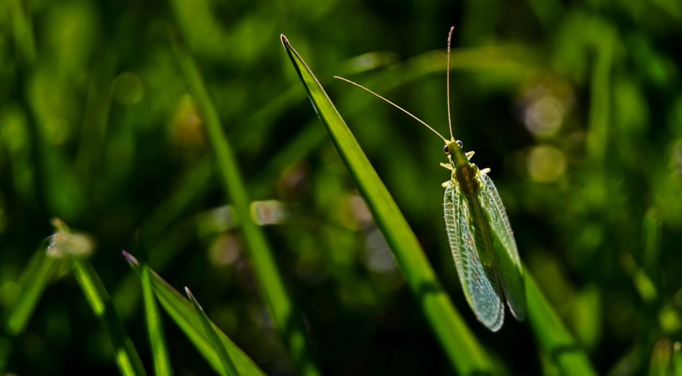 伪装很好的草蛉蛉昆虫图片