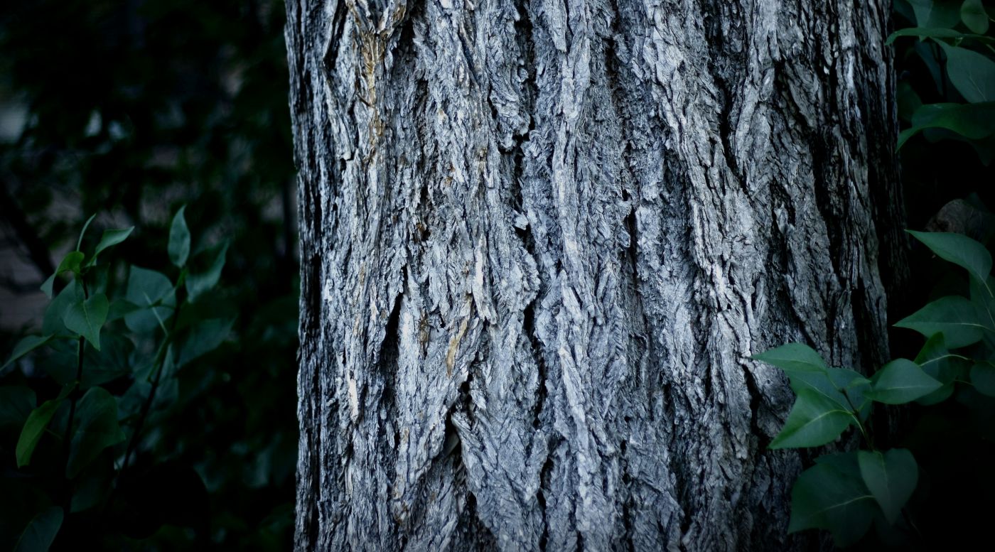 粗大树干特写壁纸封面大图
