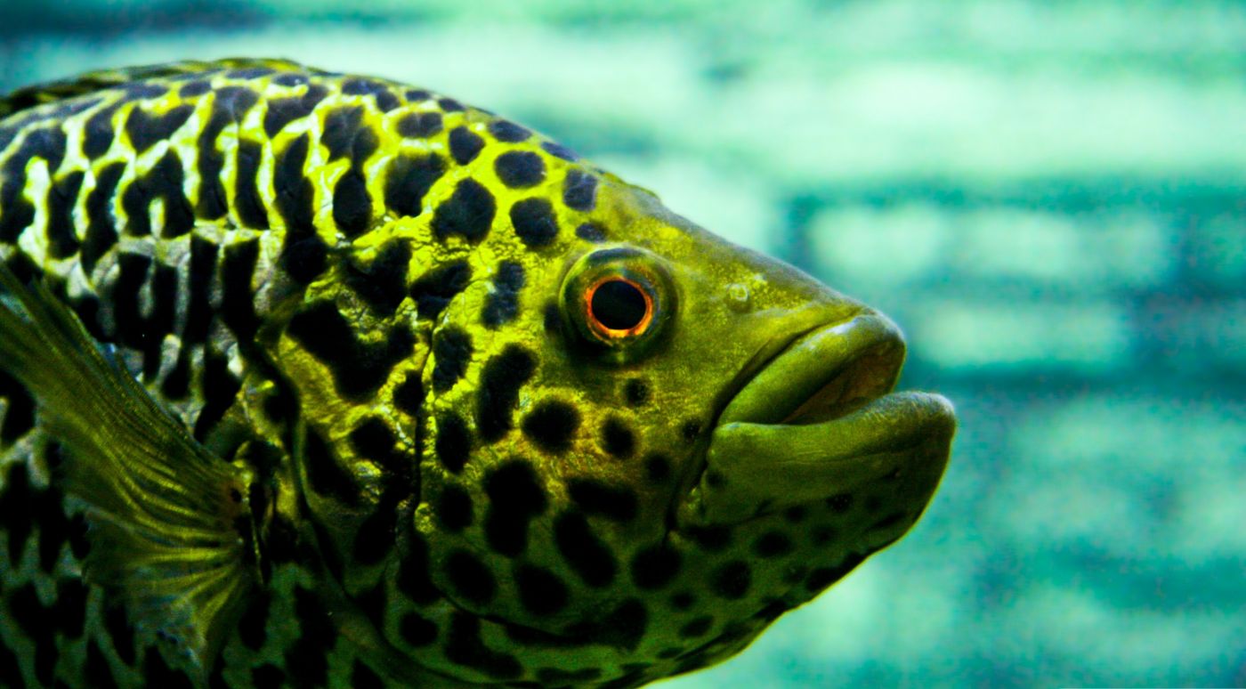 Mandarin Dragonet Fish Facts and Care - PetHelpful