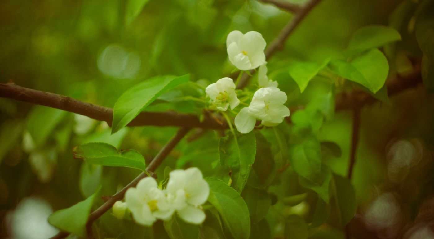 春天的苹果花图片