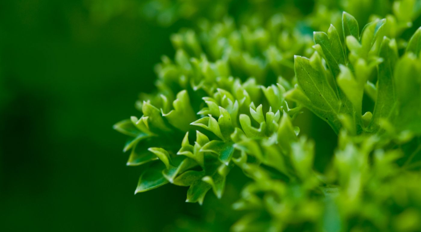 绿色的植物叶片图片