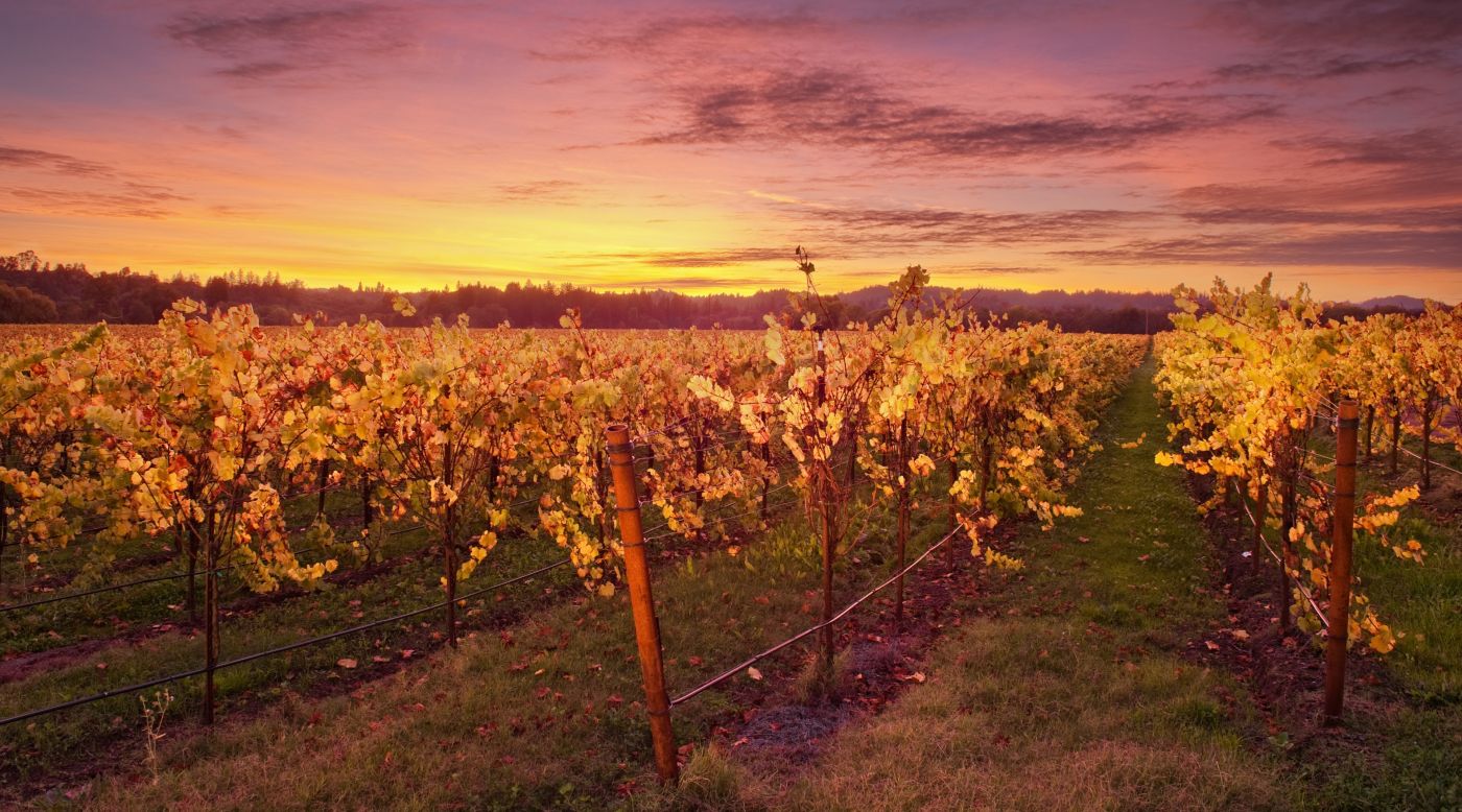 葡萄神酒农庄园封面大图