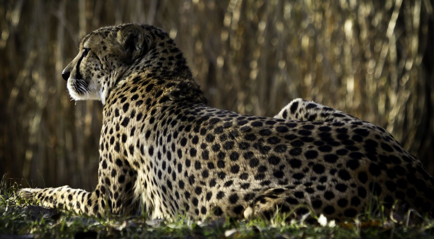 休息的猎豹图片
