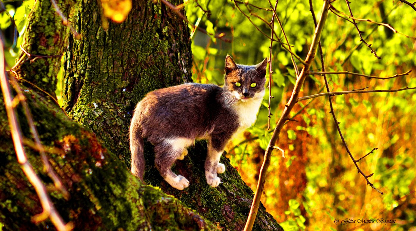 猫 猫在树 动物 - Pixabay上的免费照片 - Pixabay