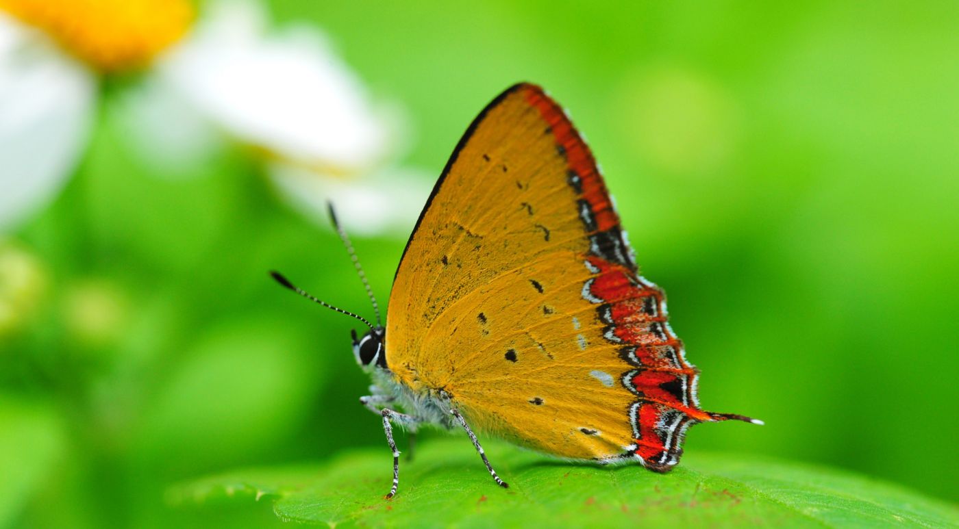 橙色的蝴蝶图片