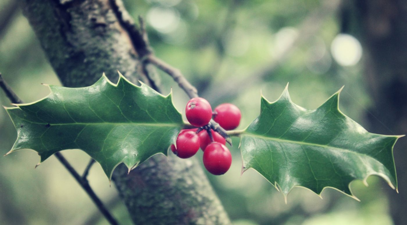 粉红色冬青果子图片