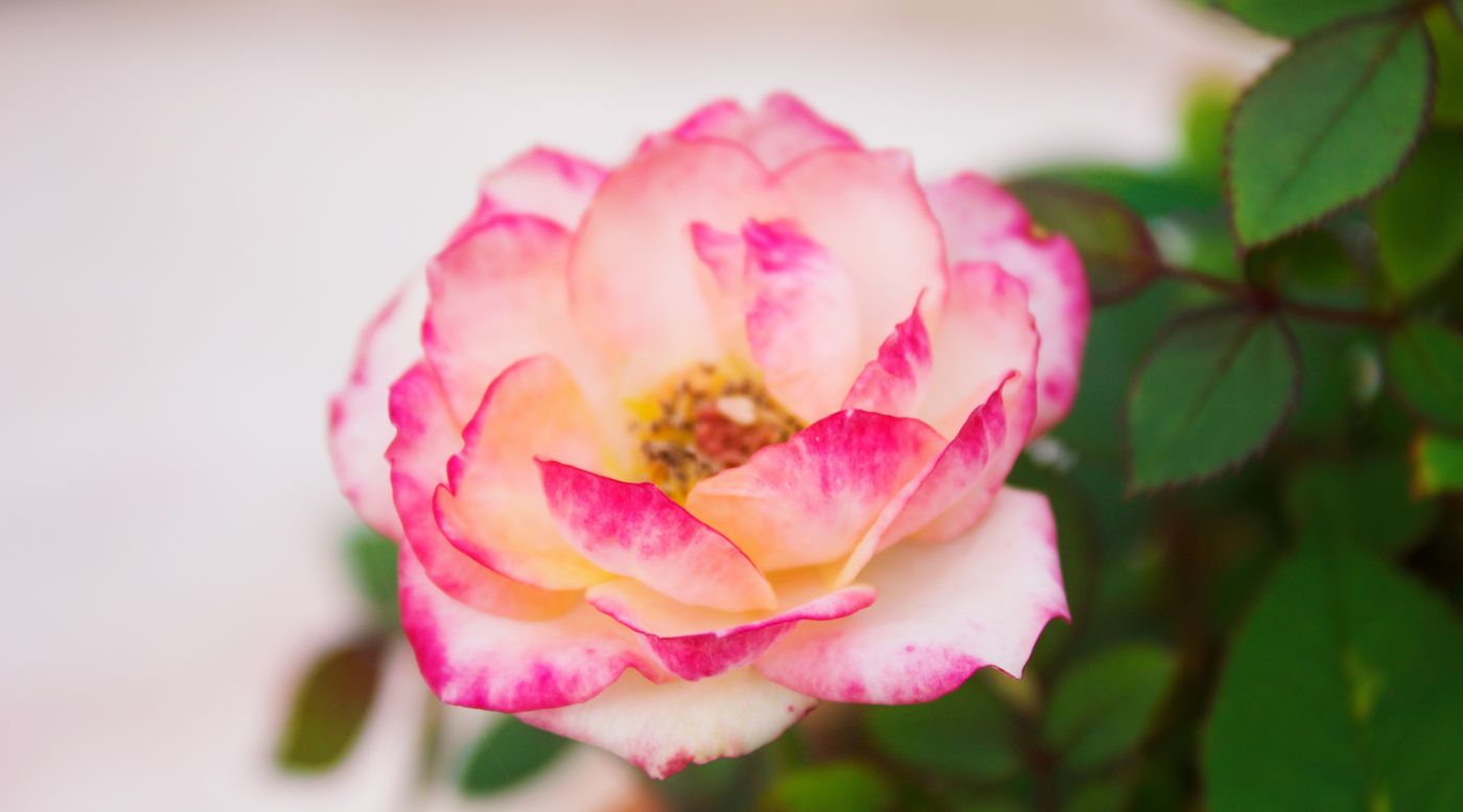 粉红色的玫瑰花图片