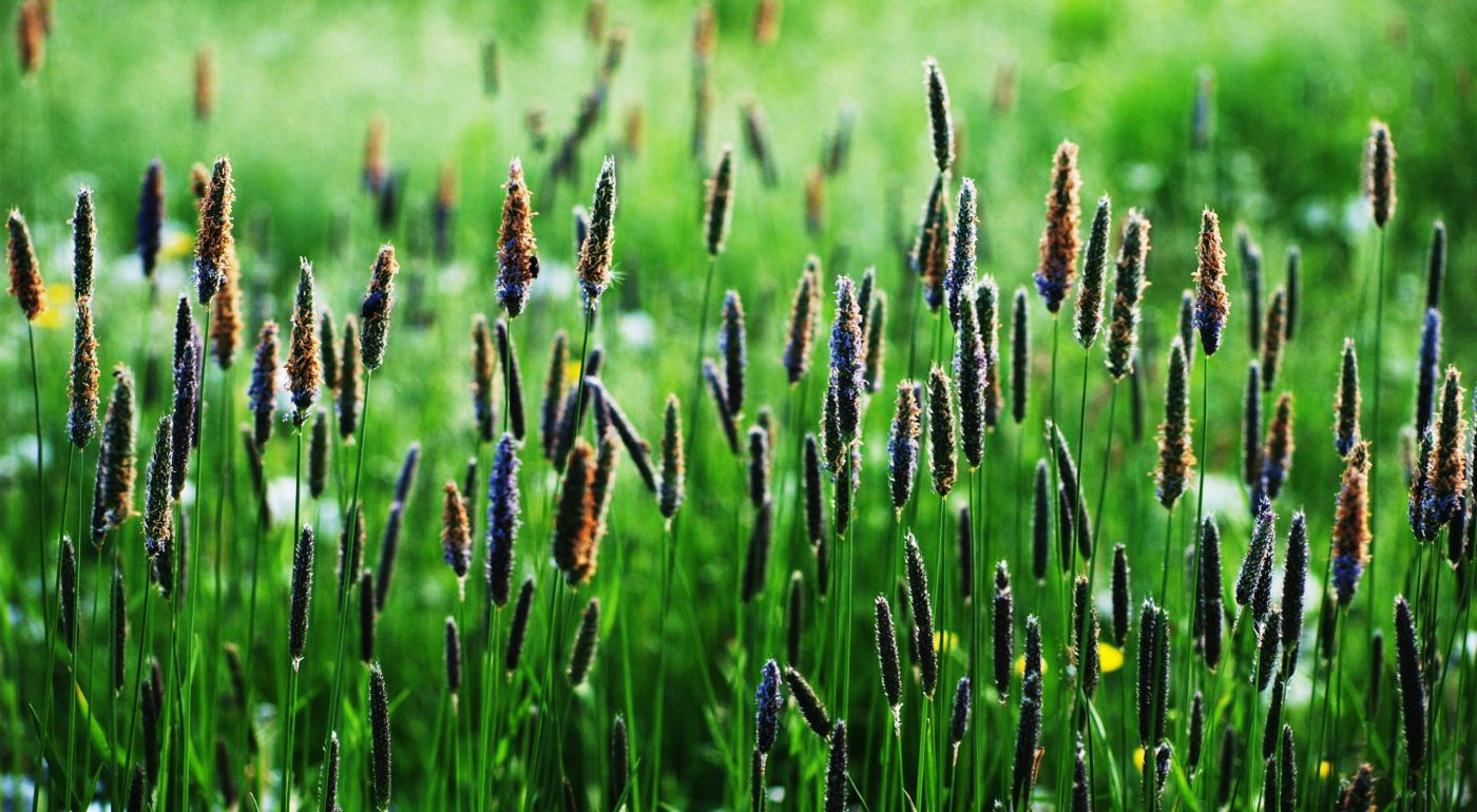 高清晰草籽植物壁纸图片