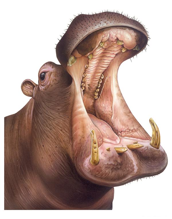 Animal Faces动物插画---酷图编号5