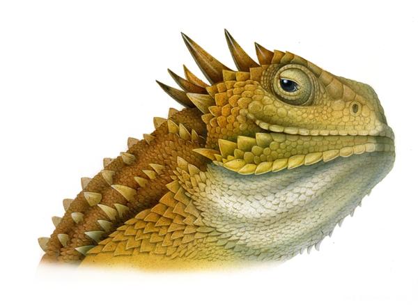 Animal Faces动物插画---酷图编号2