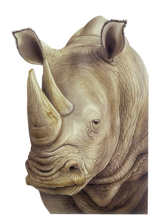 Animal Faces动物插画---酷图编号1