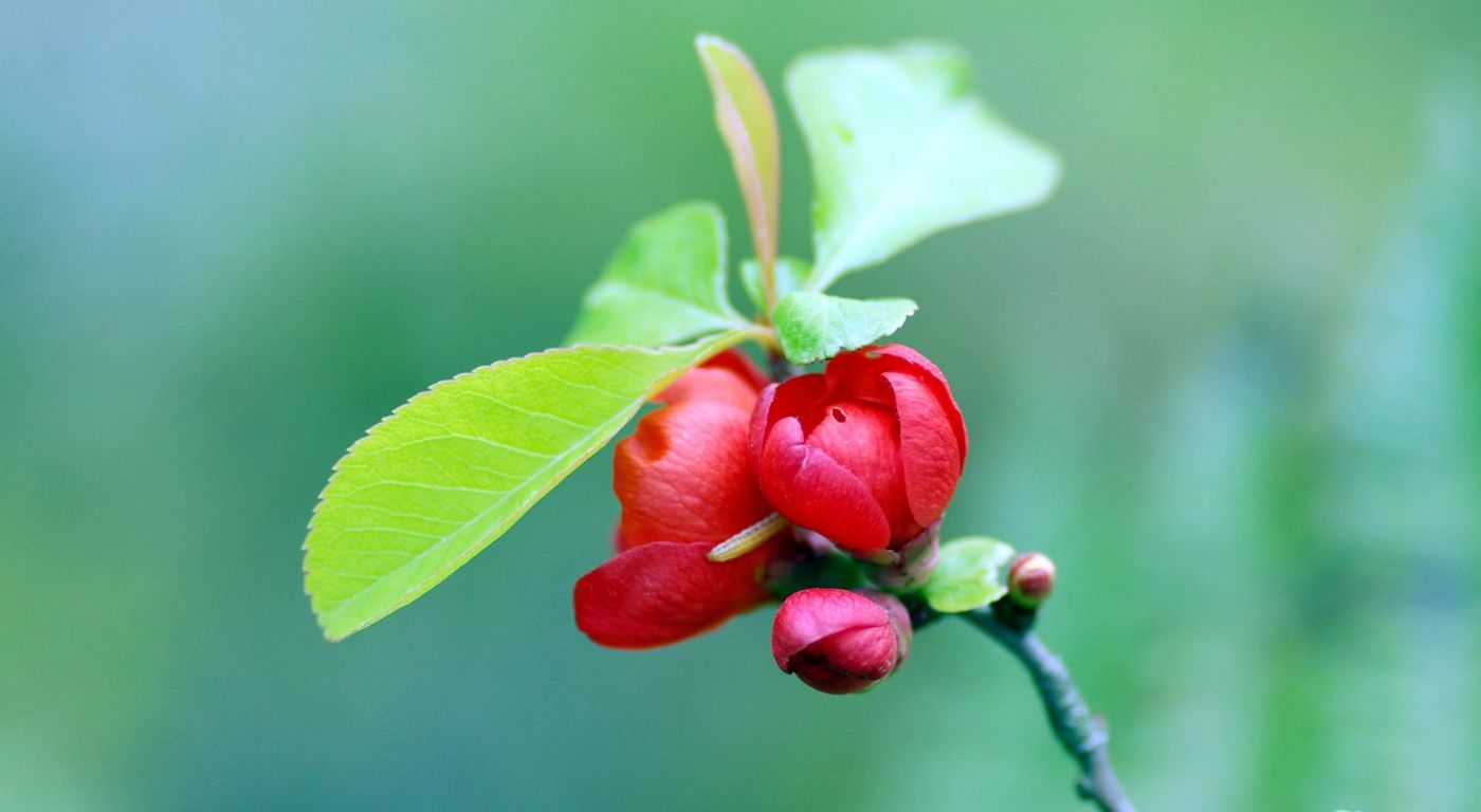 红色的樱花树图片