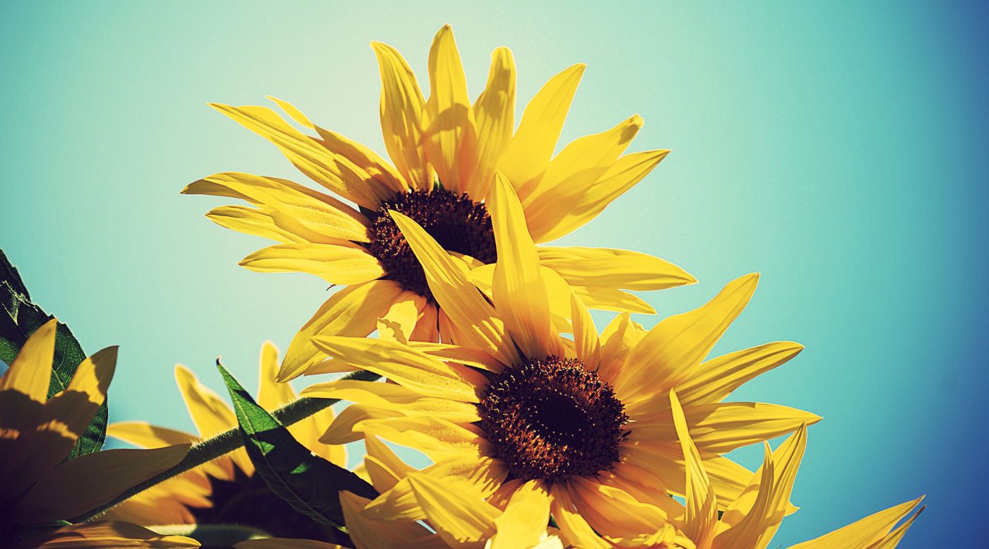 蓝天下的向日葵图片