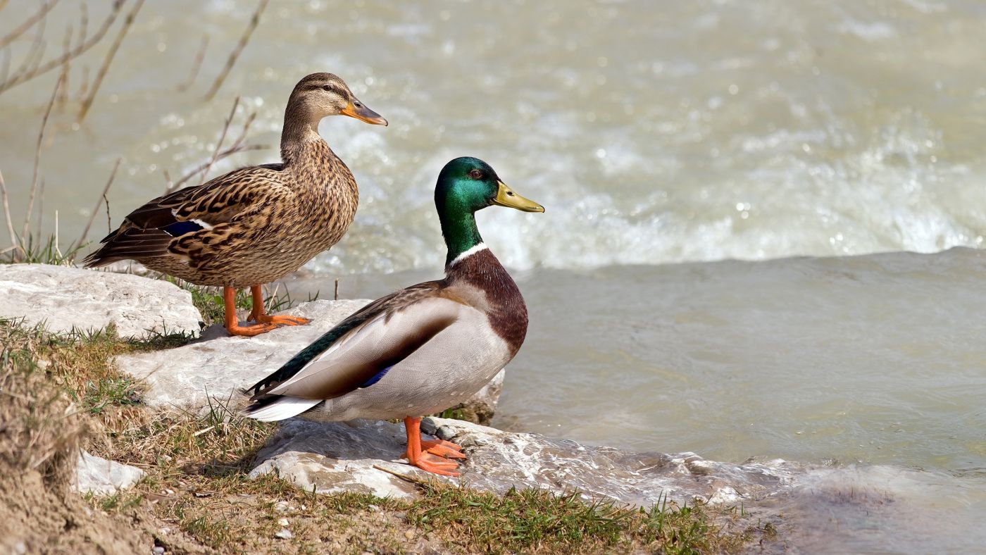 鸳鸯野水鸭图片