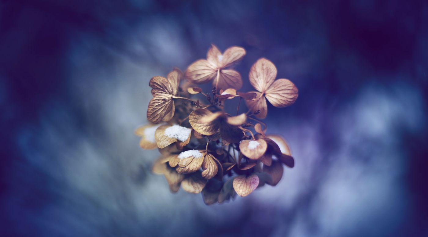 枯萎花特写图片