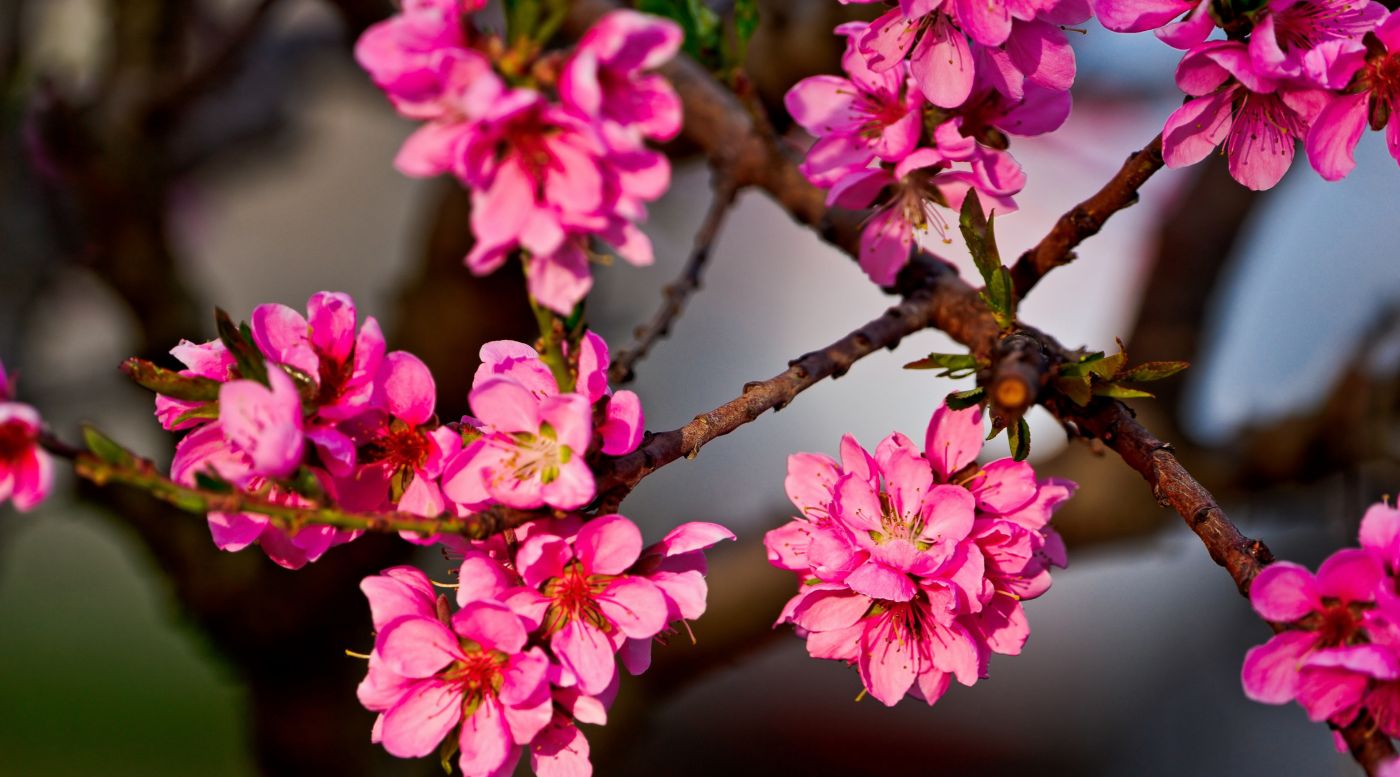 紫红色 花朵 花园 - Pixabay上的免费照片 - Pixabay