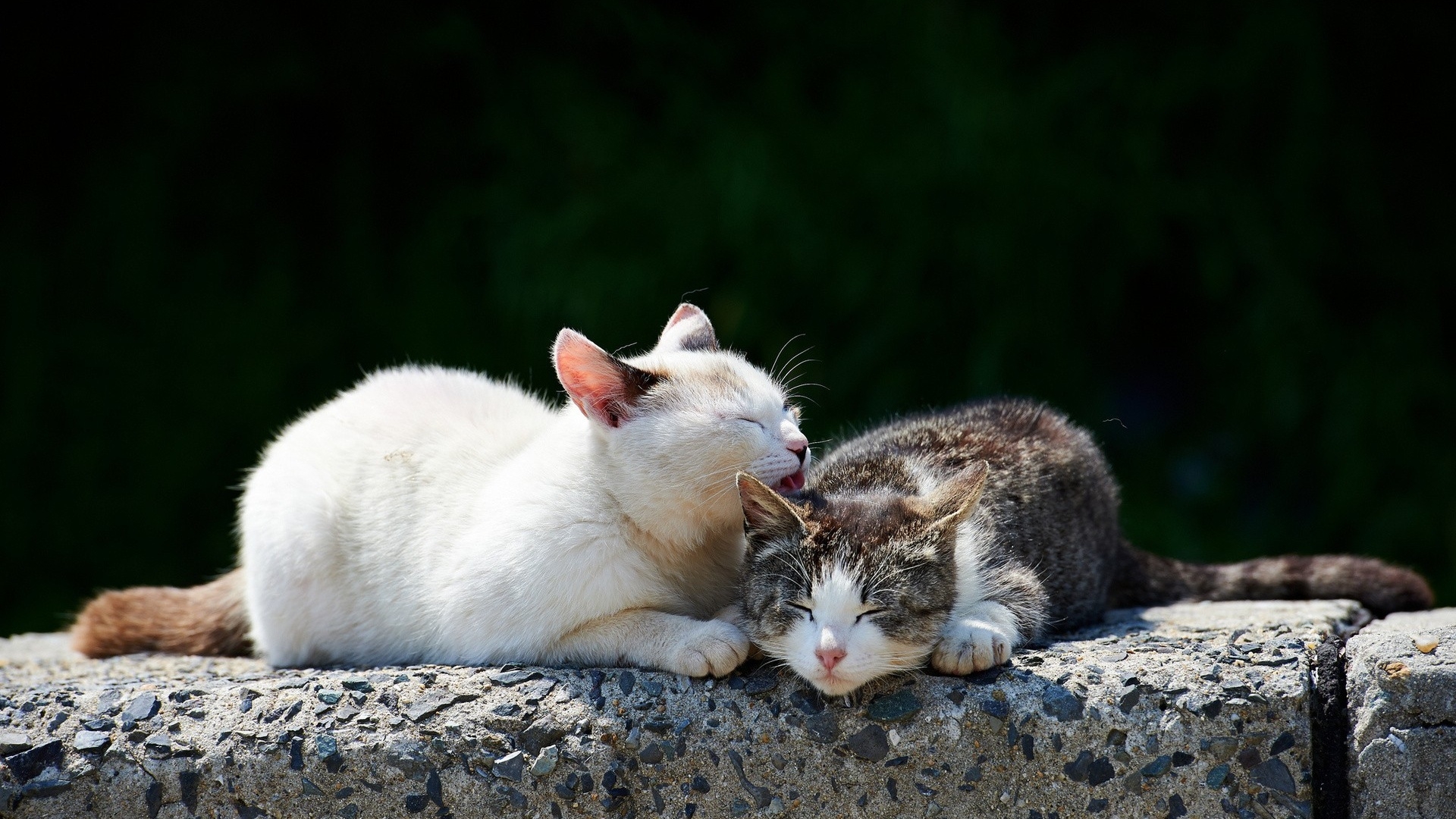 世界上最罕见的双面猫喜当爹！幼崽精准遗传，网友：看出来是亲生的 - 知乎