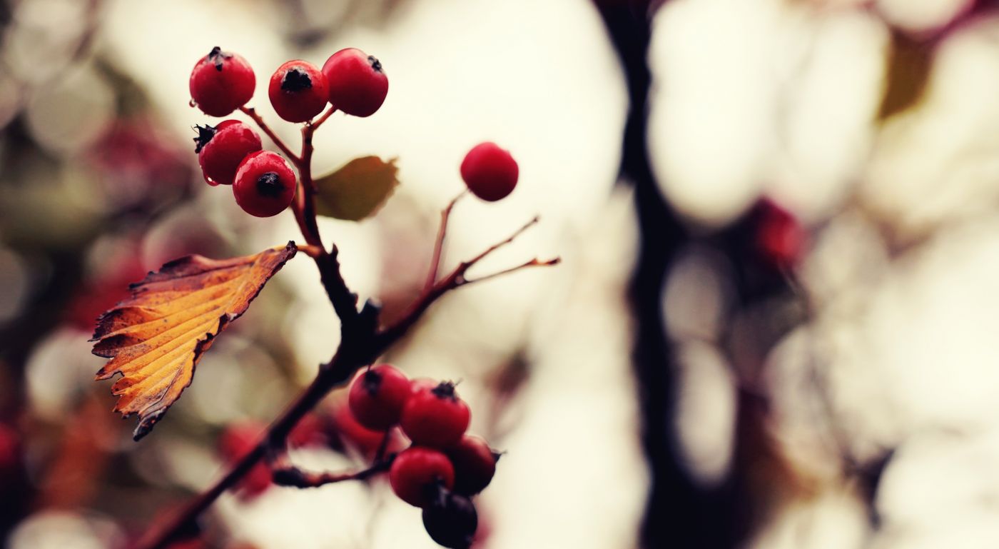 枯枝上的红色小山楂果图片