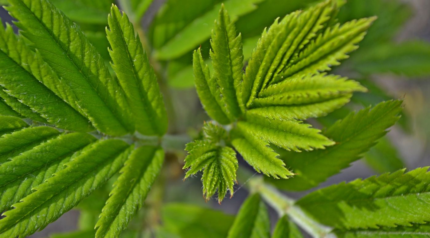 分行针织绿叶壁纸图片