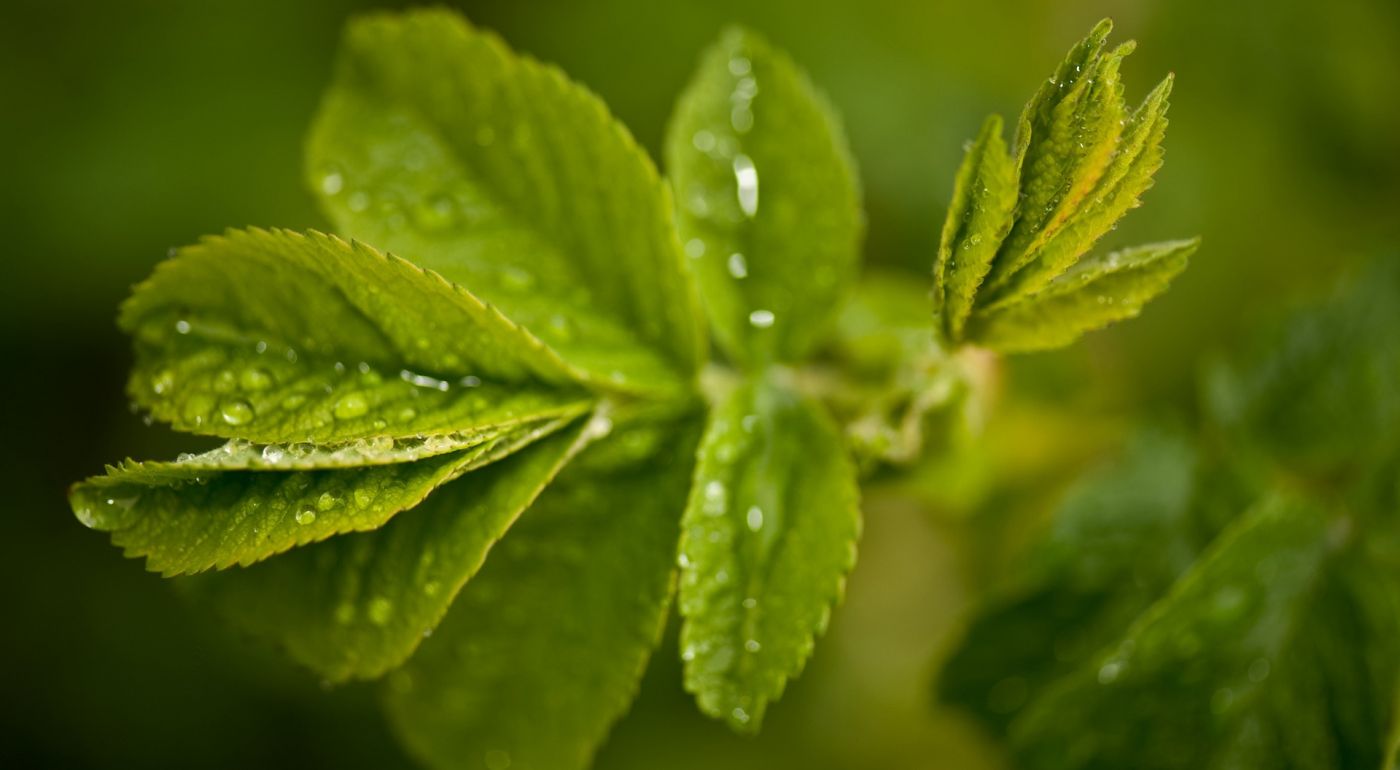 新鲜的绿叶和水滴图片