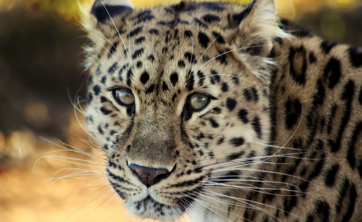 回头的美洲虎图片