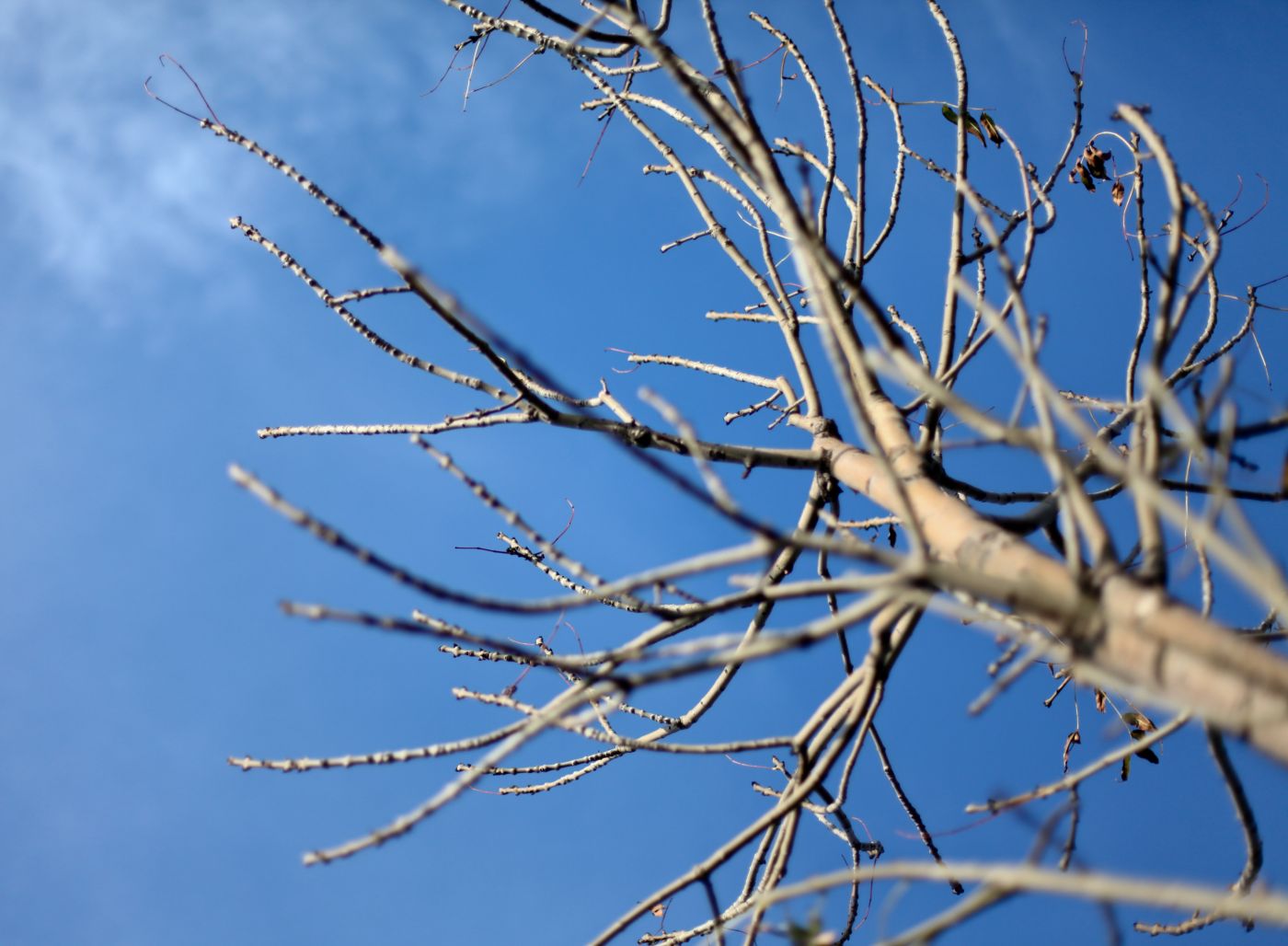 干净利落的树干图片