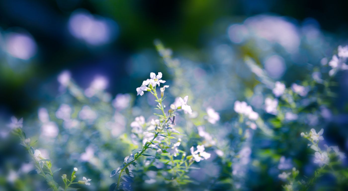 蓝白小花朵壁纸图片