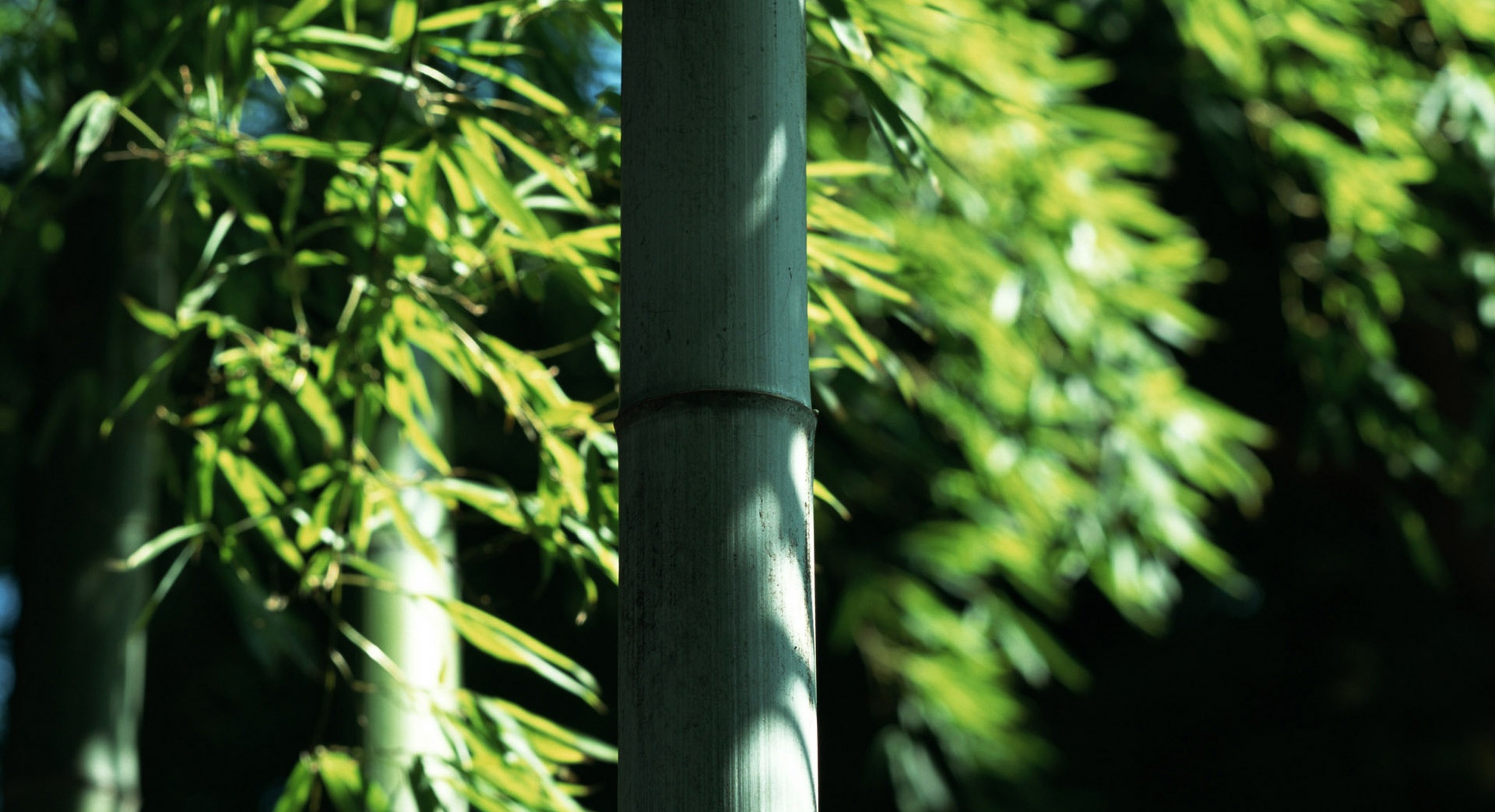 青青翠竹——步入奇妙的竹乐世界