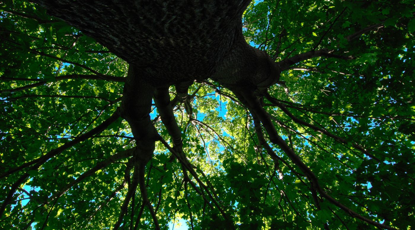 枫树下-茂盛的大树图片