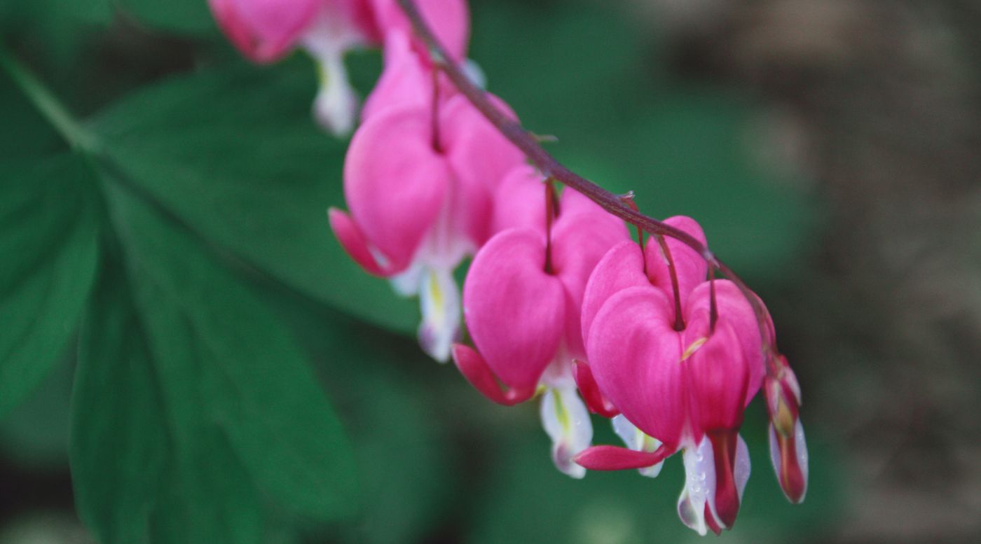 下垂的粉红色花瓣图片