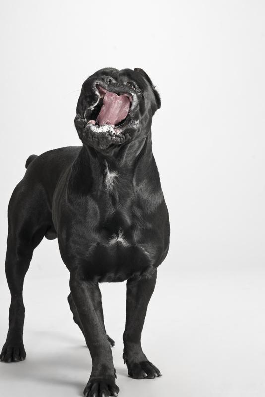 CANIO宠物狗摄影---酷图编号7