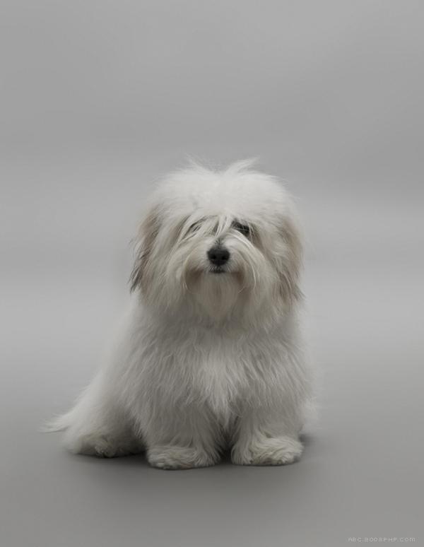 CANIO宠物狗摄影---酷图编号6