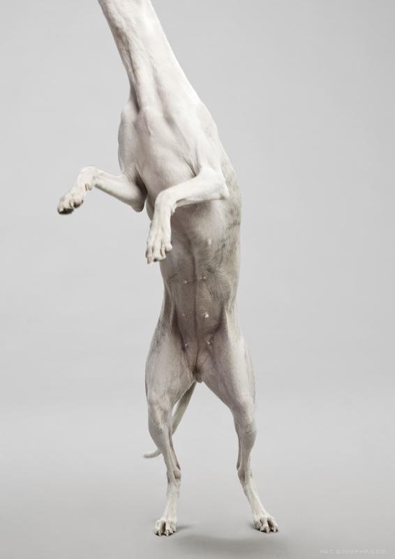 CANIO宠物狗摄影---酷图编号4