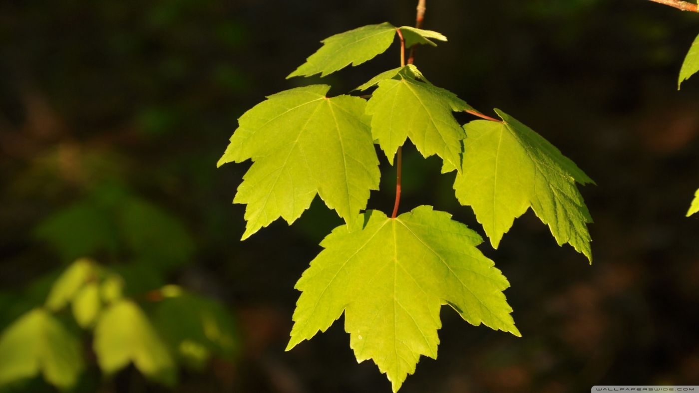 太阳光线下的绿叶图片