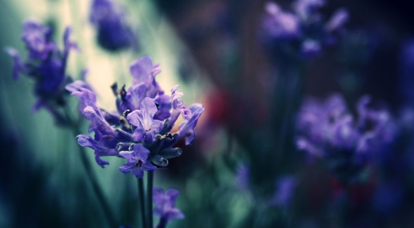 紫色薰衣草壁纸图片
