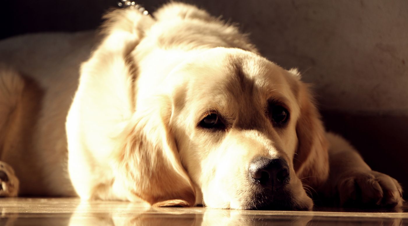 阳光下打盹的狗图片