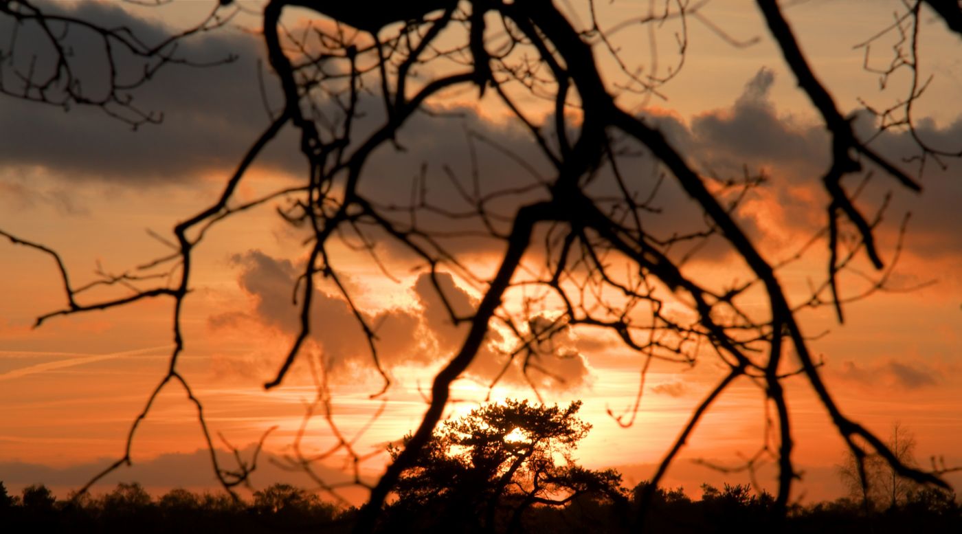 隔树干看日落图片