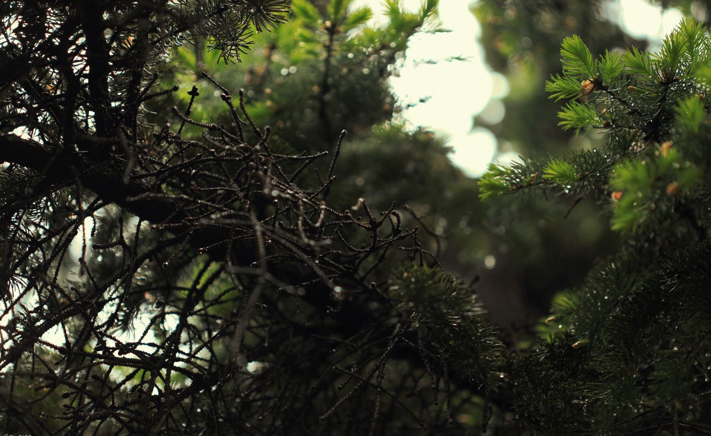 绿色松子树图片