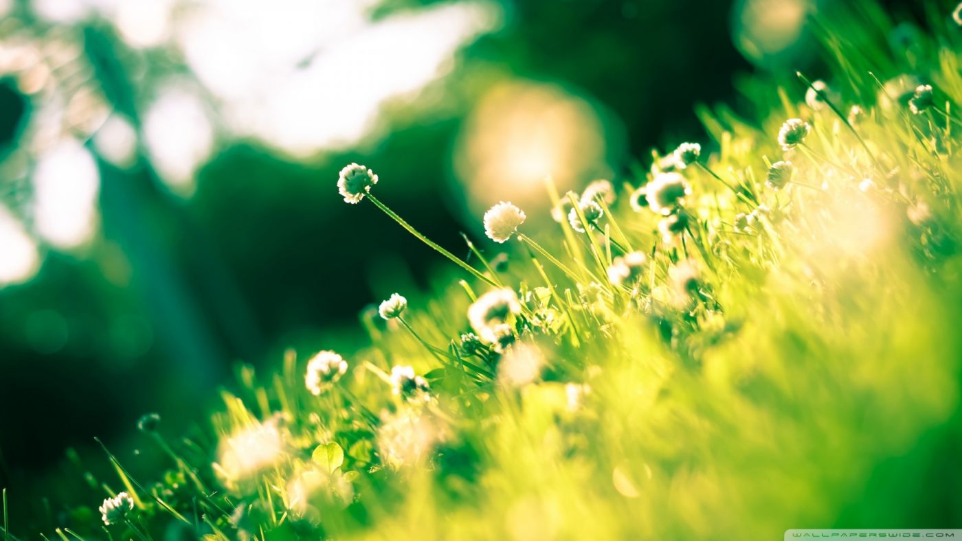 漂亮唯美的蒲公英图片