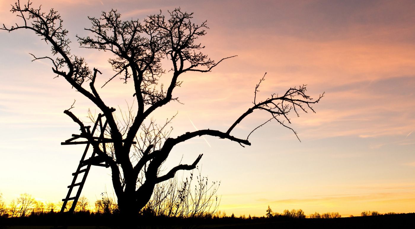 枯树顶的木质楼梯图片