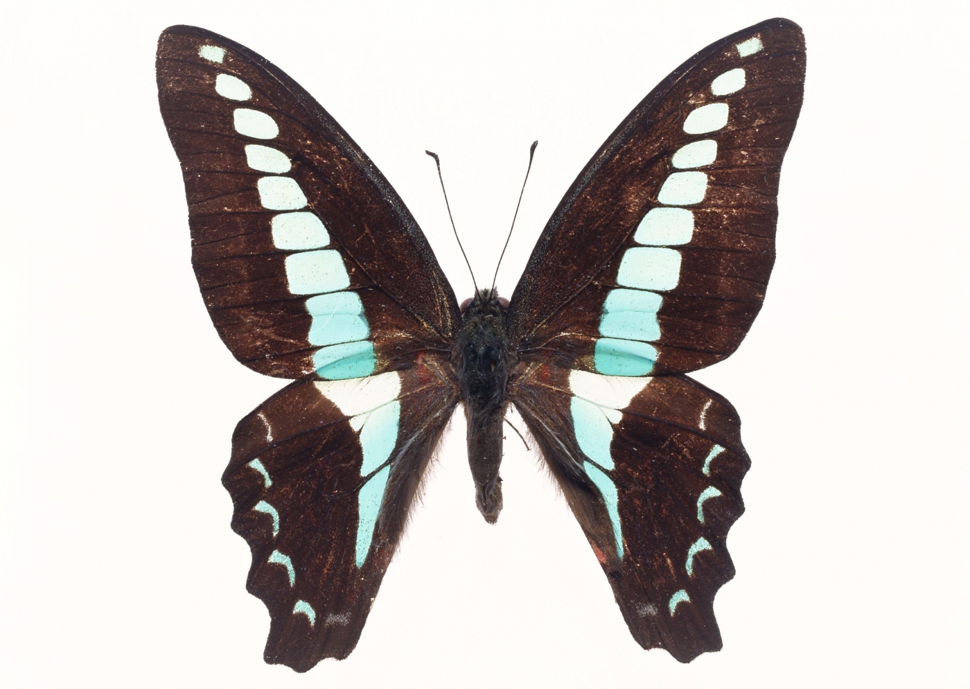 五彩缤纷的蝴蝶昆虫标本壁纸 欧莱凯设计网 08php Com