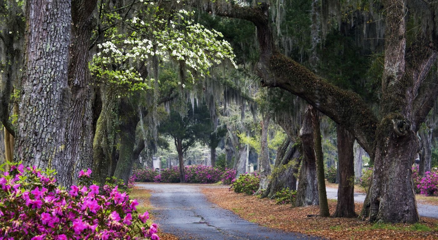 森林花场老胡同图片