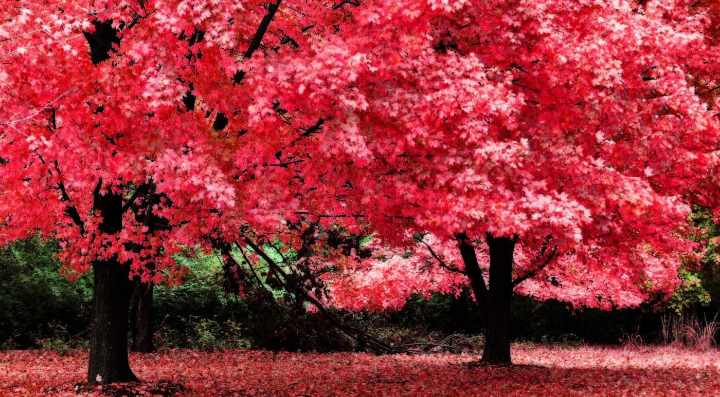 高清晰粉红树林美景-欧莱凯设计网