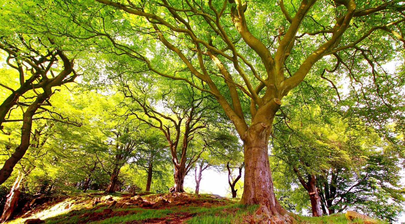 山丘上的绿色大树图片