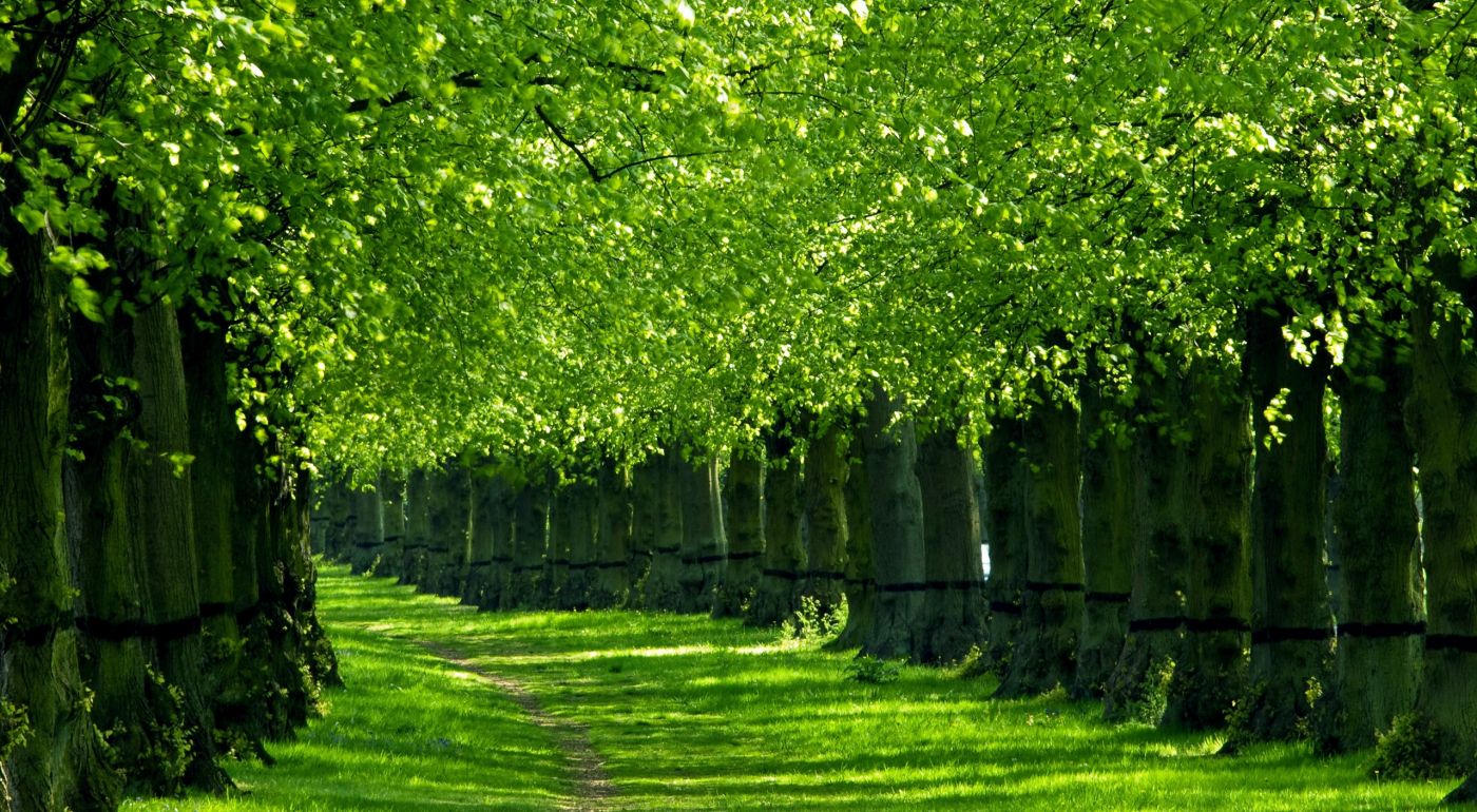 高清晰绿色草地路边树壁纸