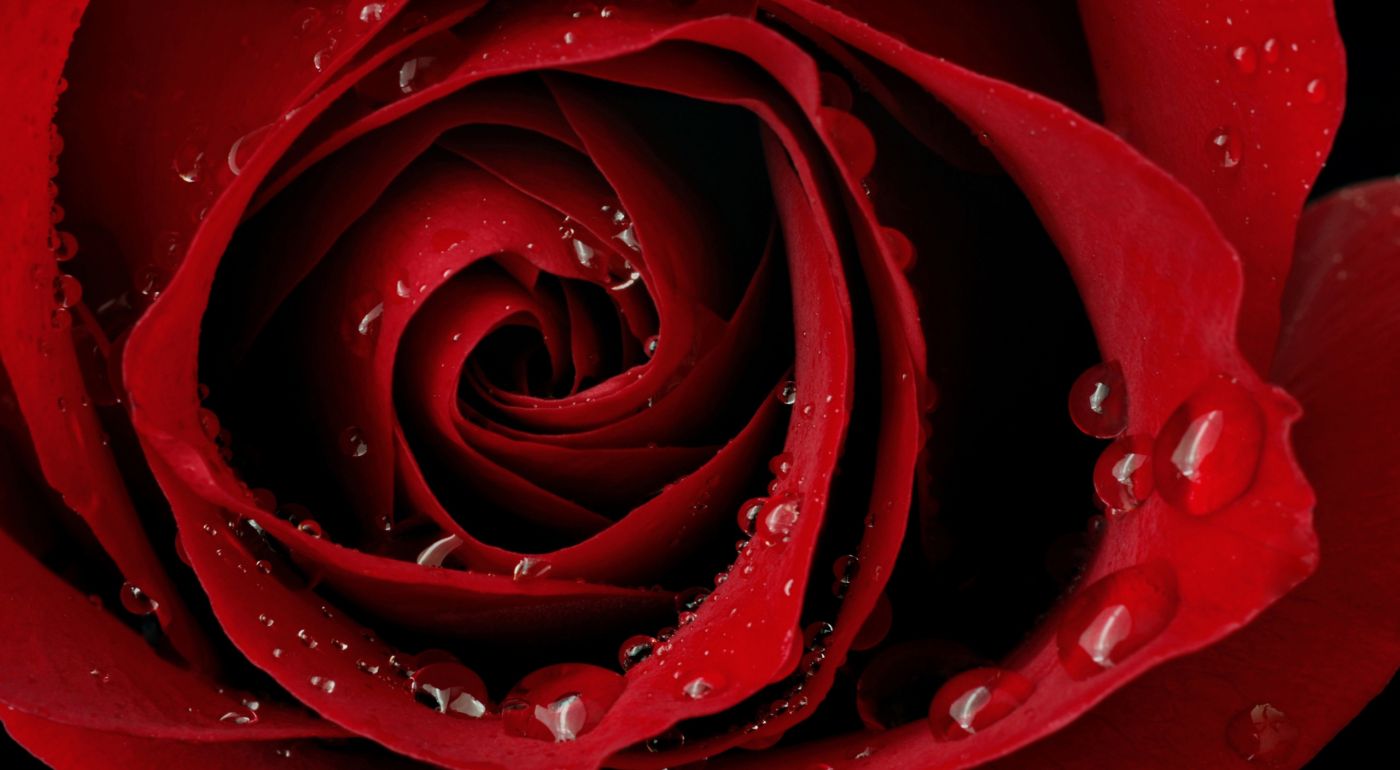 滴水露珠红色玫瑰高清壁纸图片-壁纸高清