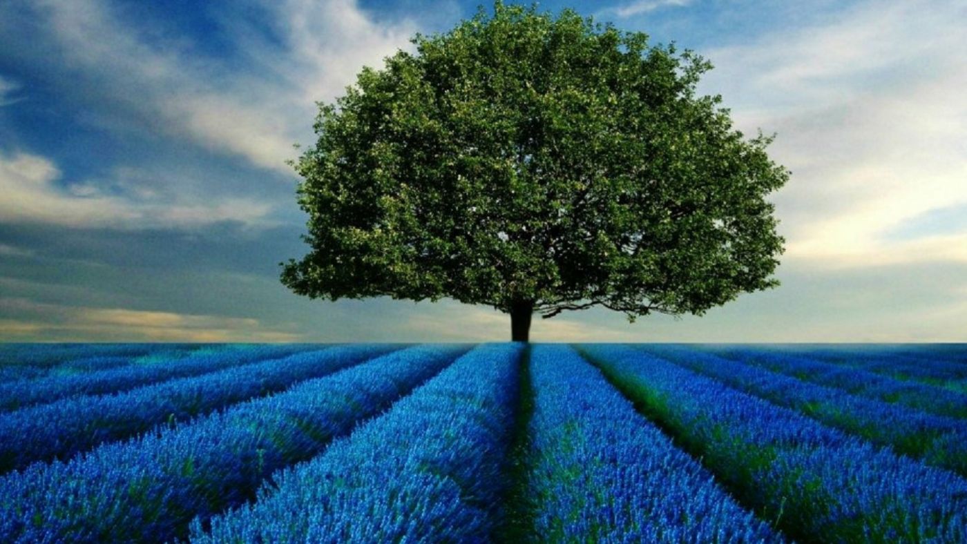 紫色薰衣草花场中的树图片