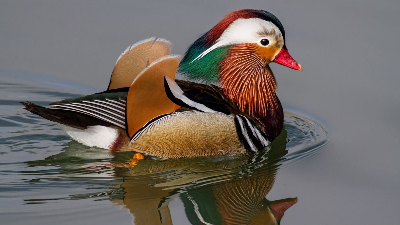 单只鸳鸯野鸭图片