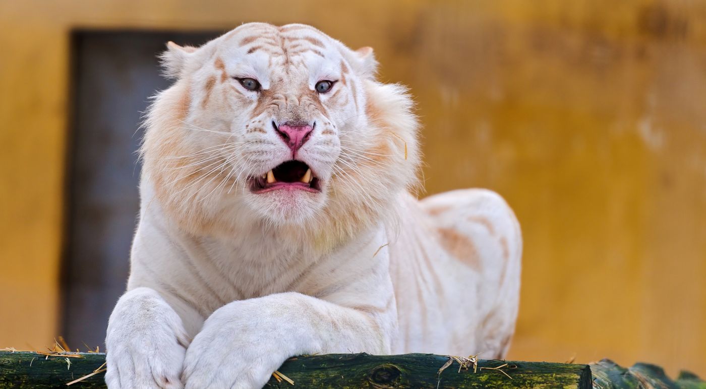 趴在地上的白老虎