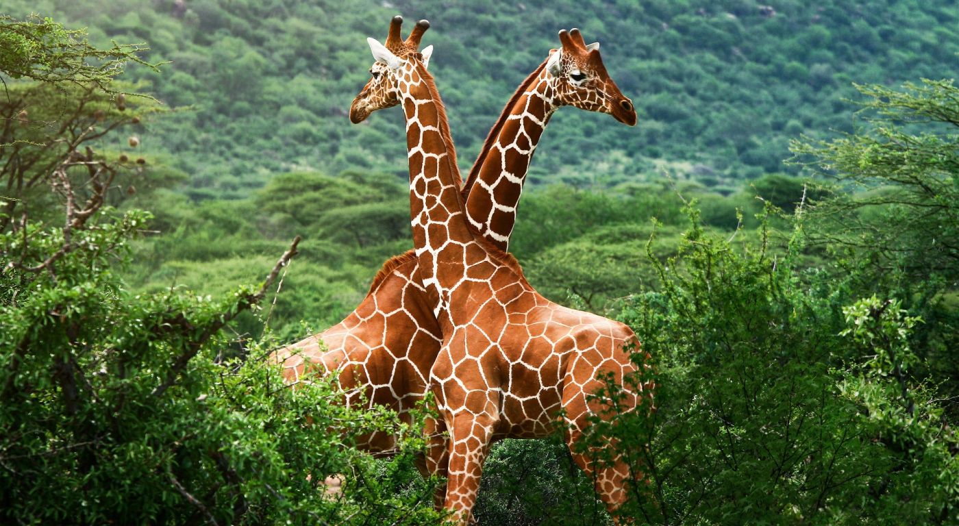 相互依靠的非洲长颈鹿图片